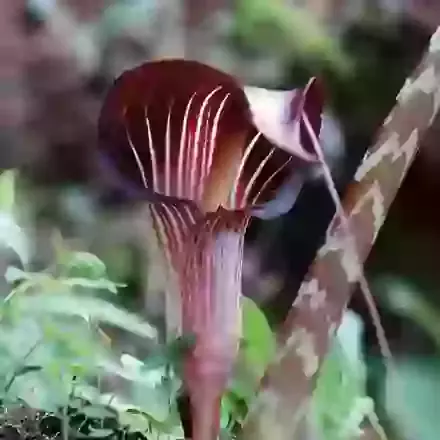 Arisaema